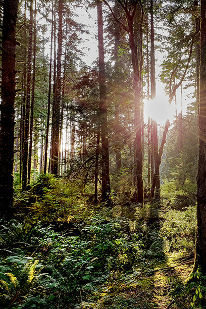 Sunlight filtering through tall trees in a dense forest