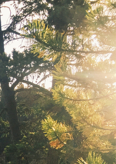 A scenic forest view with sunlight filtering through pine trees, evoking a sense of outdoor adventure.